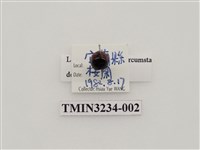 藏品(紅紋瓢蟲)的圖片